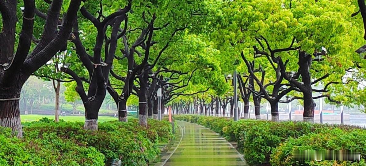 姑苏不止有园林的婉约，更有金鸡湖的摩登和浪漫。那里不止是一片湖，更是苏州面向世界