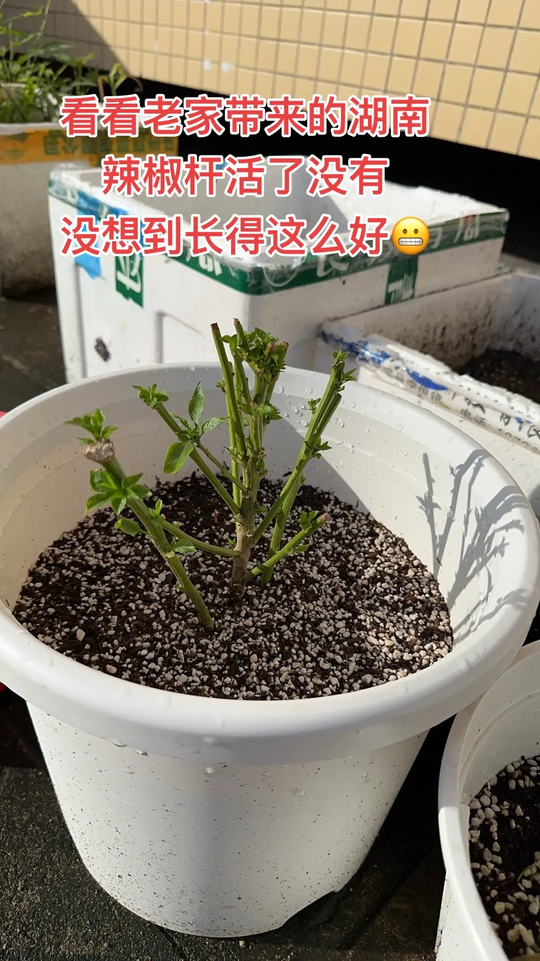 广东种湖南辣椒🌶️