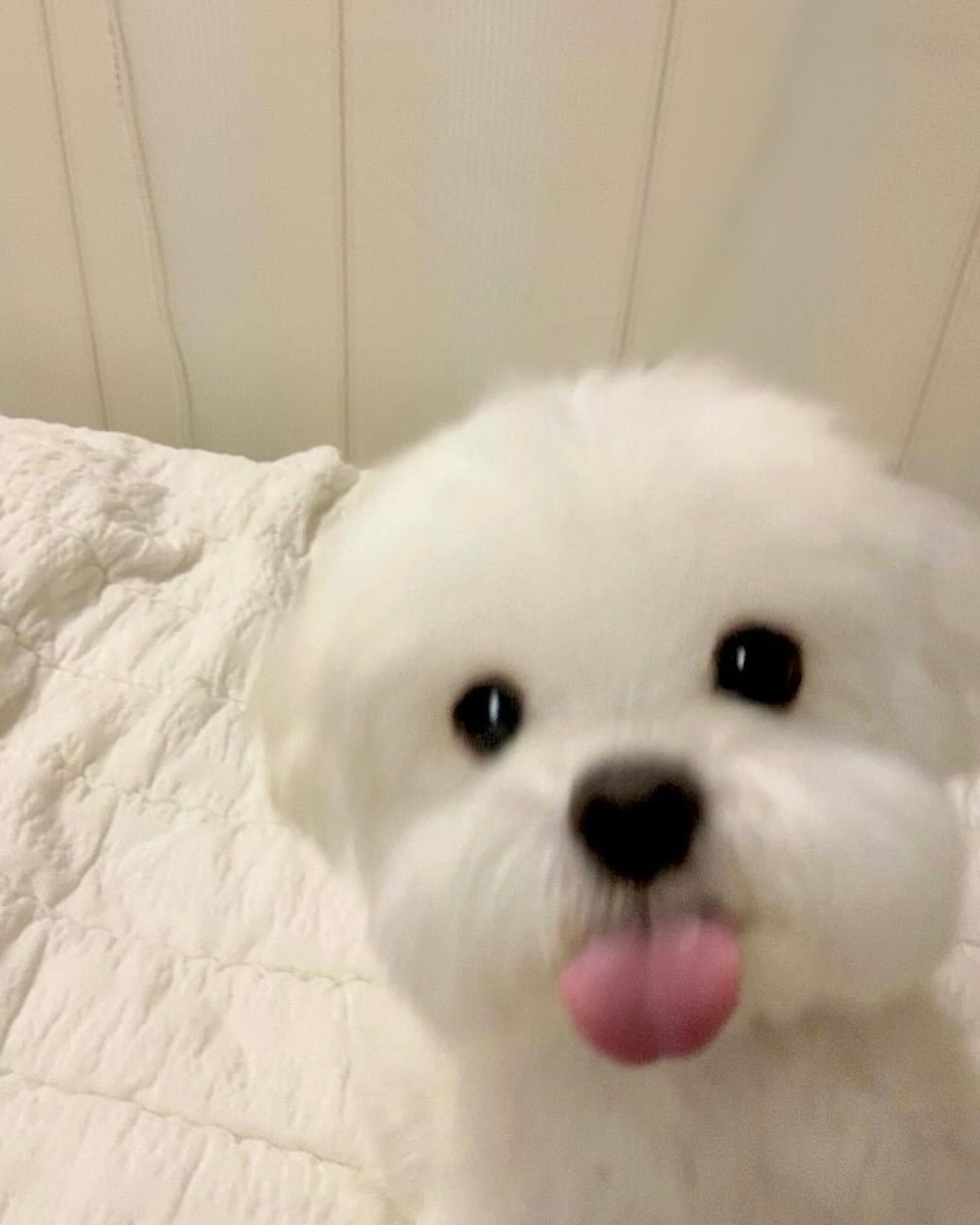 通知：小狗发自拍了 ​​​