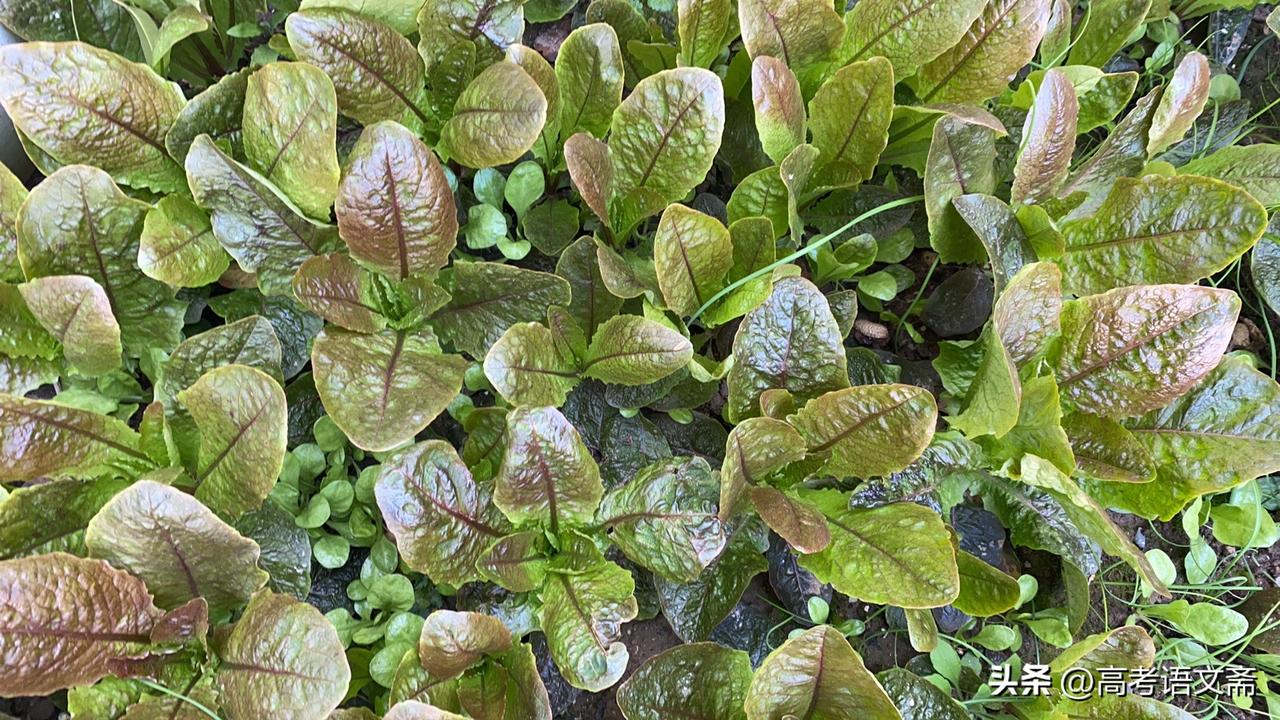 春日生活打卡季生机勃勃的绿色植物，自然清新的感觉！🌱🌿