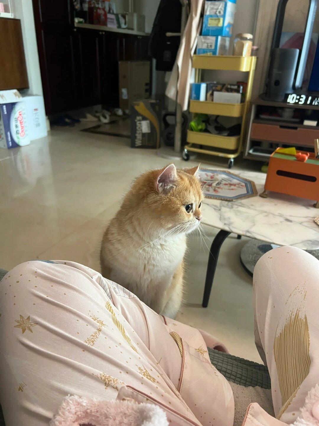 一只有“分寸感”的哈基米🐱