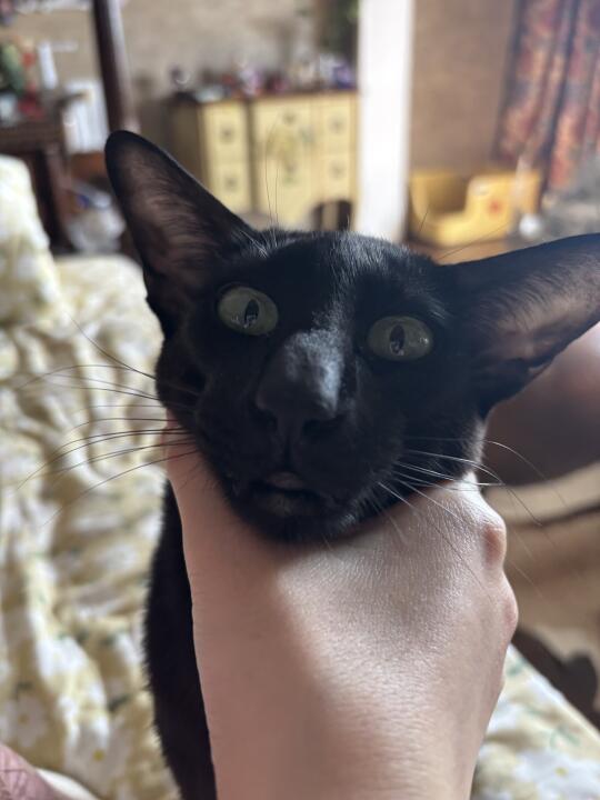 小车座子祝ee们情人节快乐捏 东方短毛猫黑猫