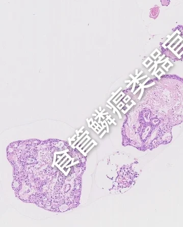 类器官切片HE图鉴
