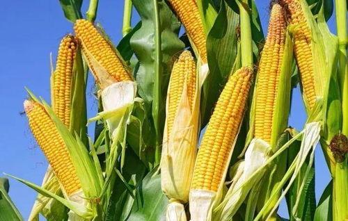 在陕西，玉米常被叫做“玉米棒（guang）”——这个“棒”字不念bàng，而是带