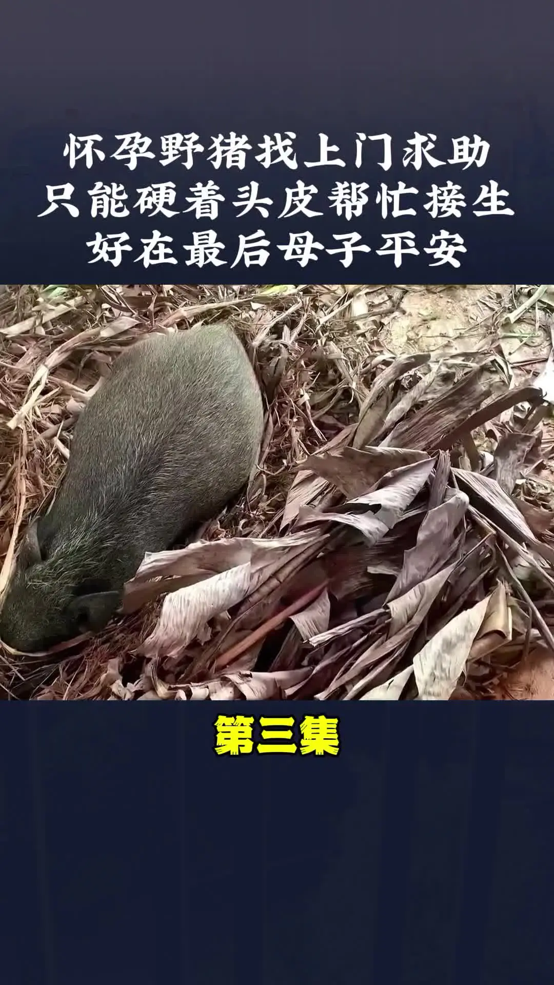 动物世界 内容启发搜索