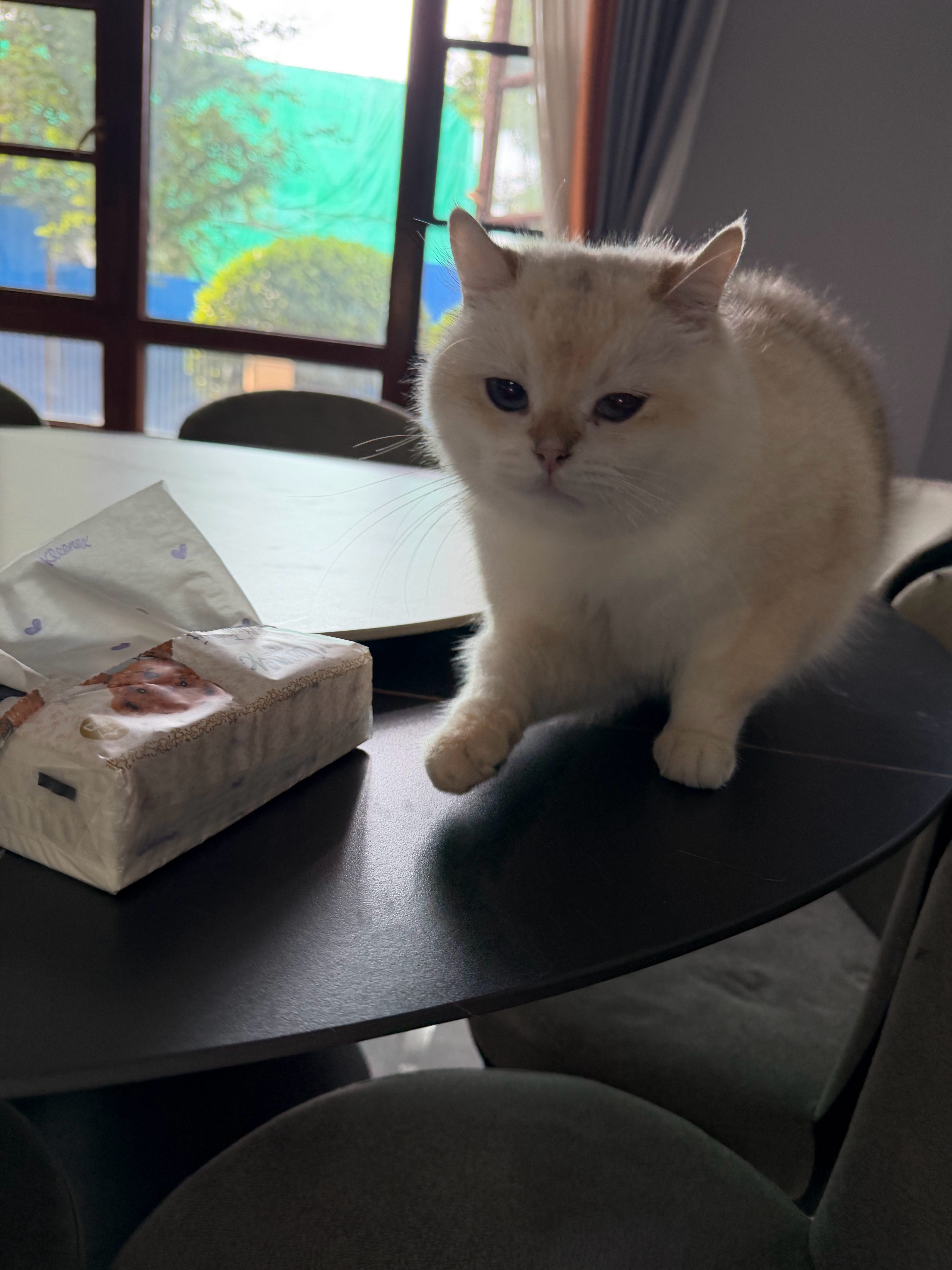 小猪上桌吃饭了，今天午饭是咸蛋黄粽子，蘸点白糖就刚刚好
