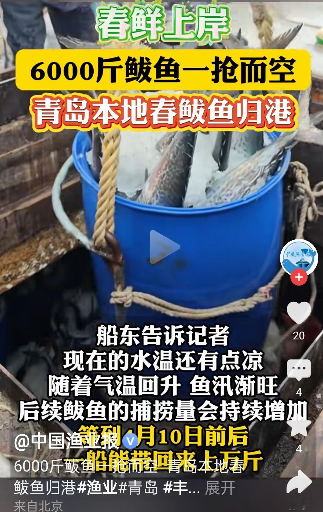 临近谷雨：青岛沙子口鲅鱼捕捞上岸了，沙子口鲅鱼节也开幕了，青岛银给丈人送鲅鱼的季