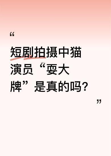 近日在浙江横店拍摄短剧时，一只布偶猫演员因天气热“罢工”。这只猫猫身上毛多，还穿