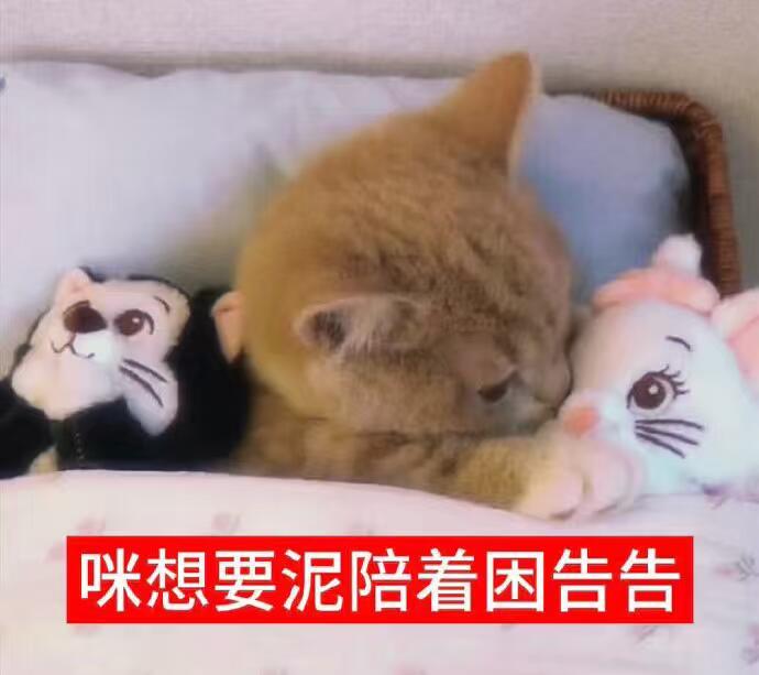 唯爱猫meme表情包 可爱表情包｜抽象表情包｜小猫表情包