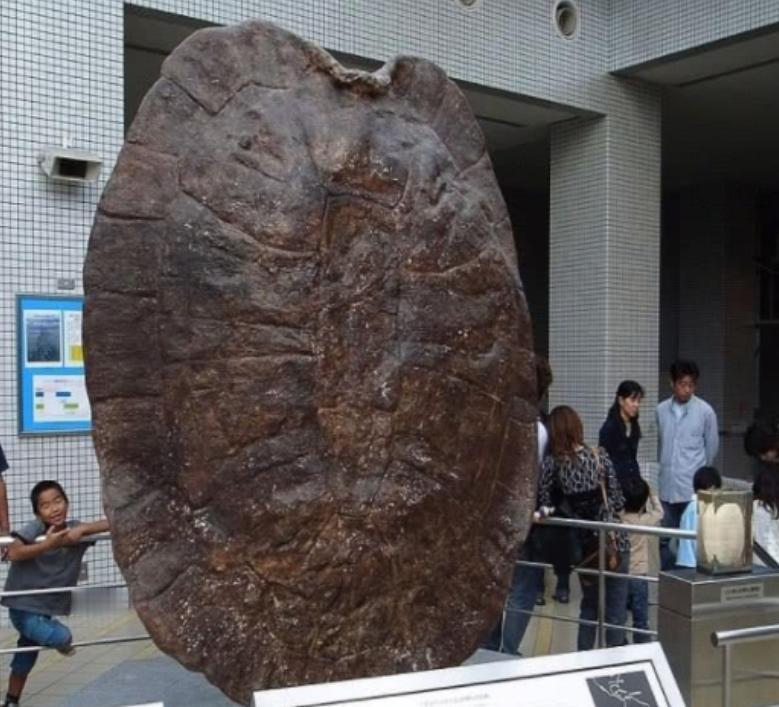 1994年5月，江苏盐城射阳县千秋大桥的施工现场，发生了一件轰动当地、至今仍让人