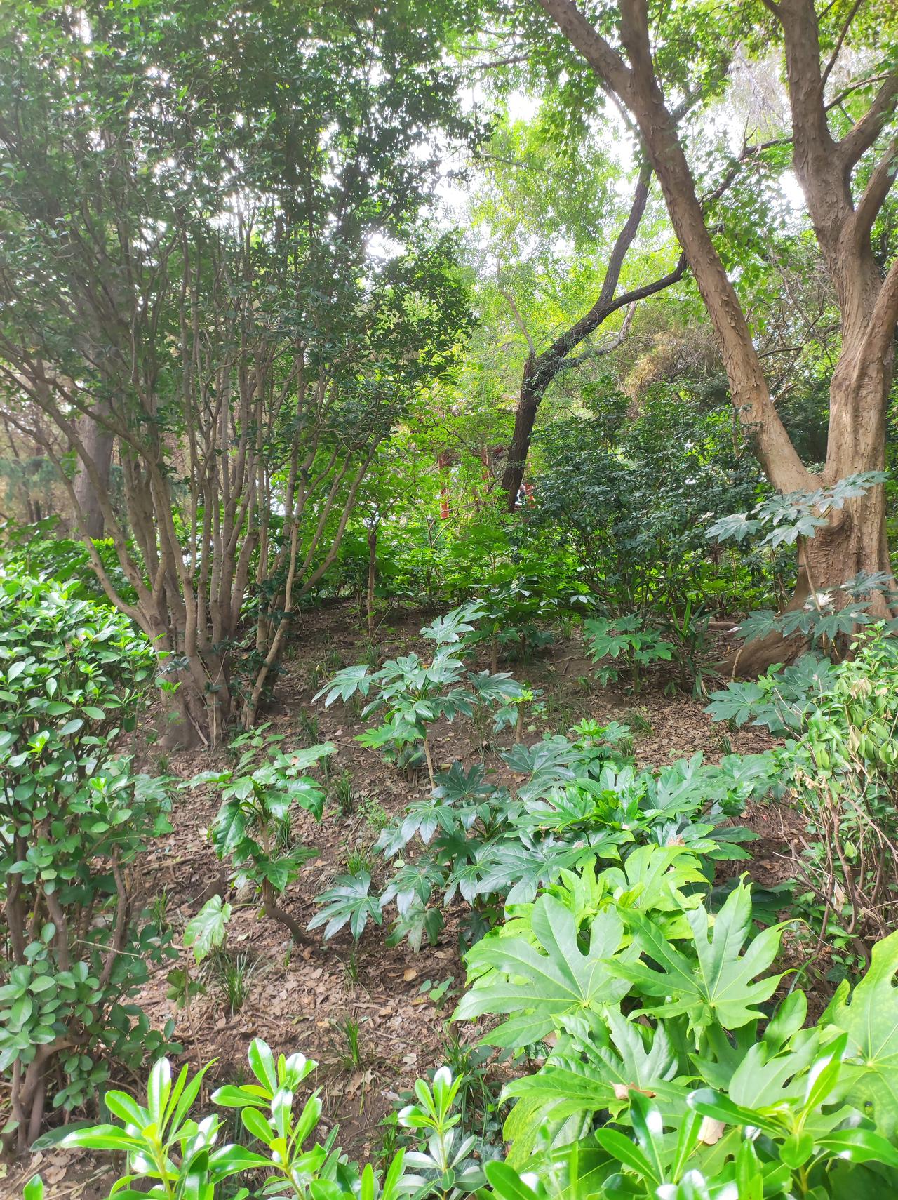 树荫下的秋风更怡人。要不了多久，香气四溢的桂花就开了。季节更替，植物比人更敏感。