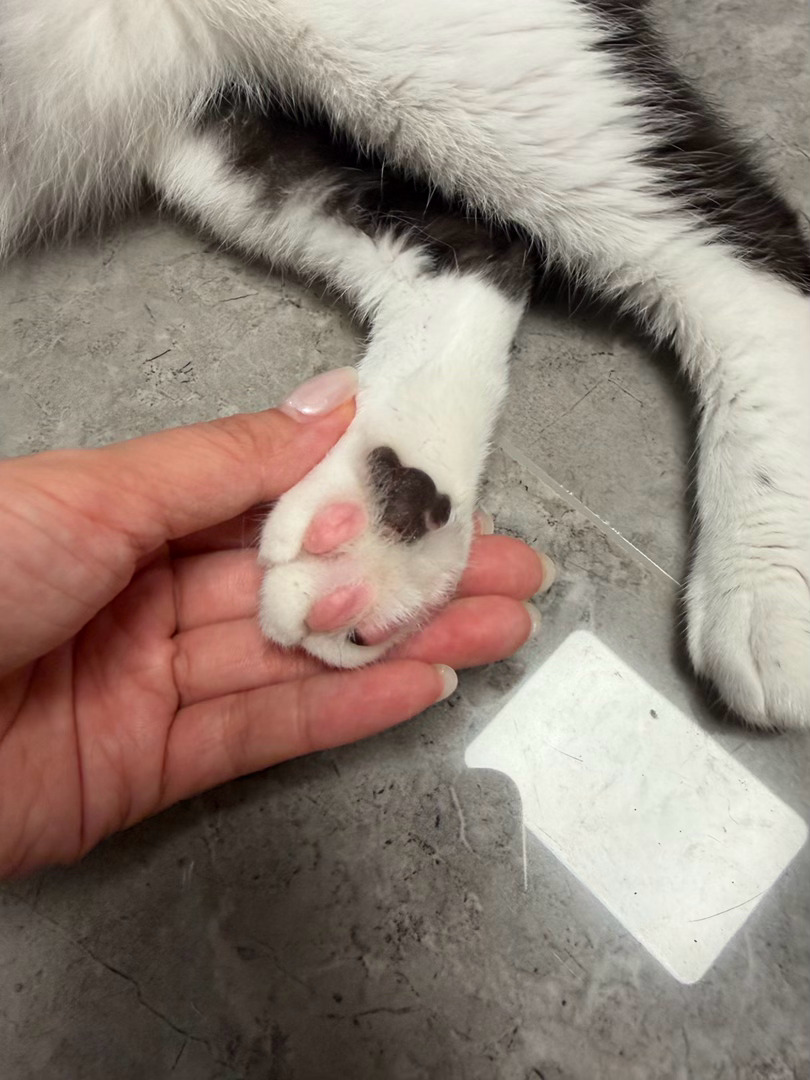 小人儿，我知道你，你是脚豆研究所研究员吧！daily奶牛猫 （投稿：） 