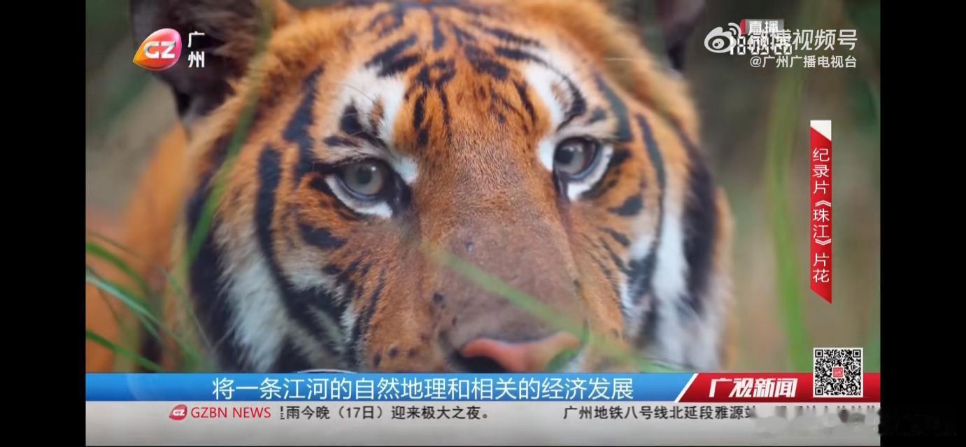 围绕近期热播人文纪录片《珠江》，晒纪录片观后感、分享生活经历里与珠江相关的故事，