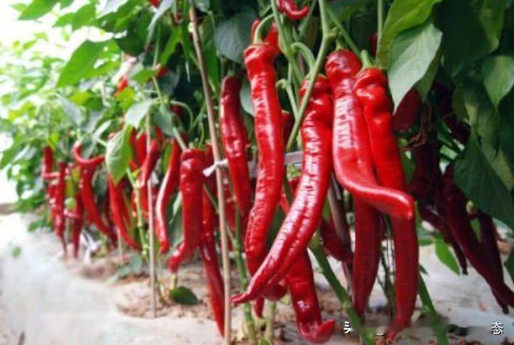 四川人为何叫辣椒为“海椒”
 
       四川人管辣椒叫“海椒”，藏着一段跨