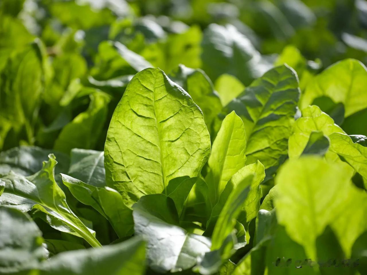 白菜叶，菠菜叶，生菜叶……现在这里比菜市场还热闹，什么品种的蔬菜叶子都拿出来晒一