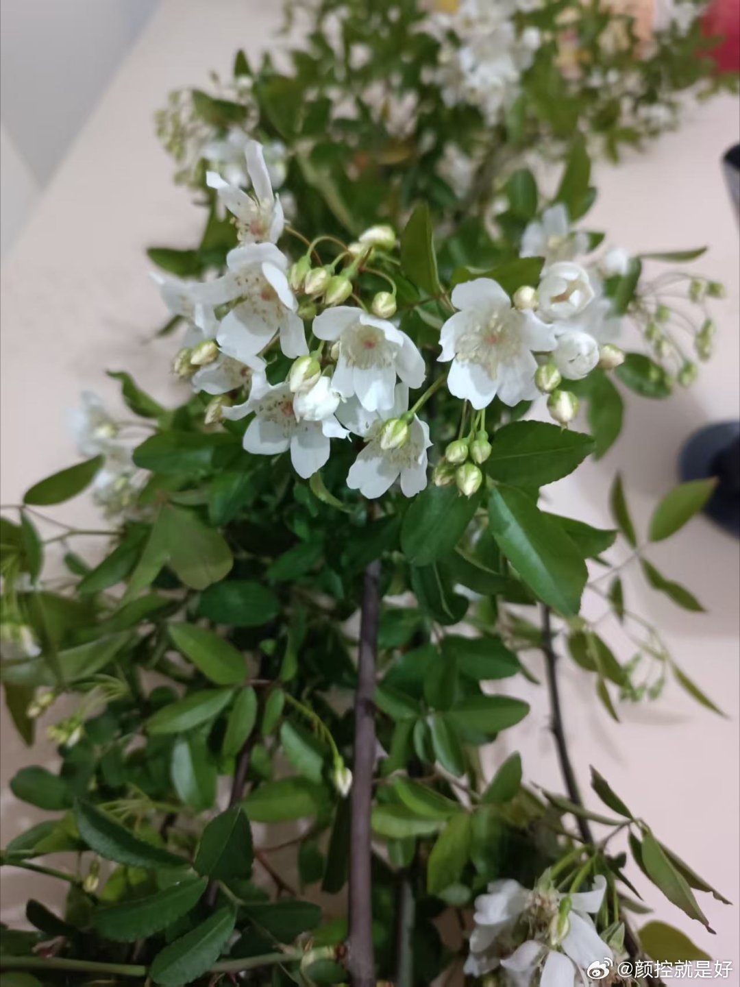 真正的七里香，见过吗 