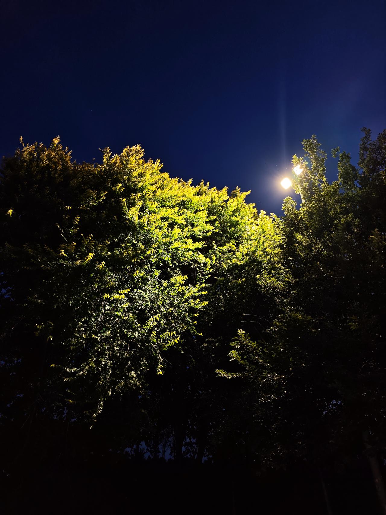 随手拍树叶路灯暖黄的光斜斜落下来，叶片被镀上一层透亮的金边。深浅交错的绿分得格外