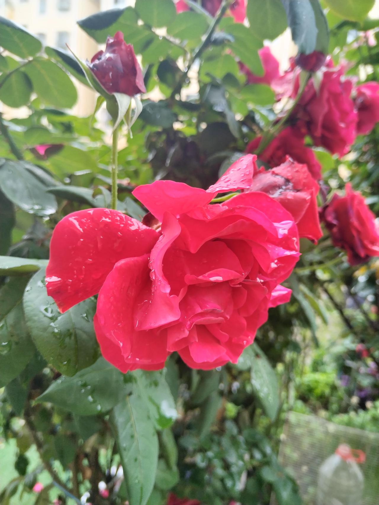 【趣联联趣】
上联：雨，久沐花垂泪
下联：？
【一字千金】
《月季·其五》
儿童