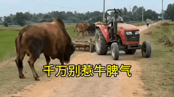 这牛脾气一上来，就连自家兄弟“铁牛”都不认，这是典型窝里斗？[大笑][大笑]