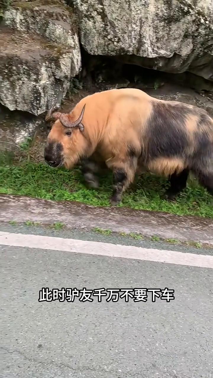 偶遇秦岭杀人王。
驴友在山路上偶遇一头羚牛，同时羚牛也发现了驴友。好在它将人车当
