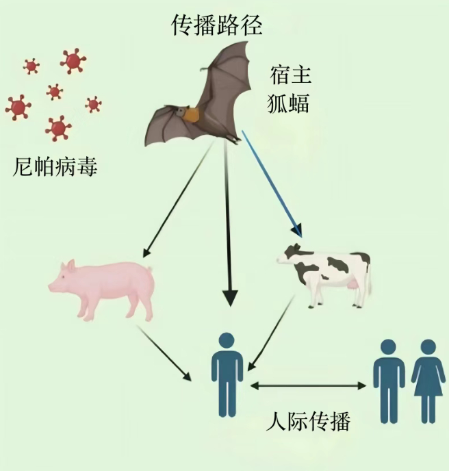 【如何干预尼帕病毒传播？】病死率可达40%-75%、可发生人传人、宿主与蝙蝠相关