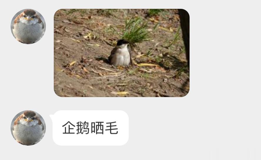 #鸟粉投稿# 地上晒毛的【灰喜鹊】小企鹅🐧哈哈哈哈 ​​​