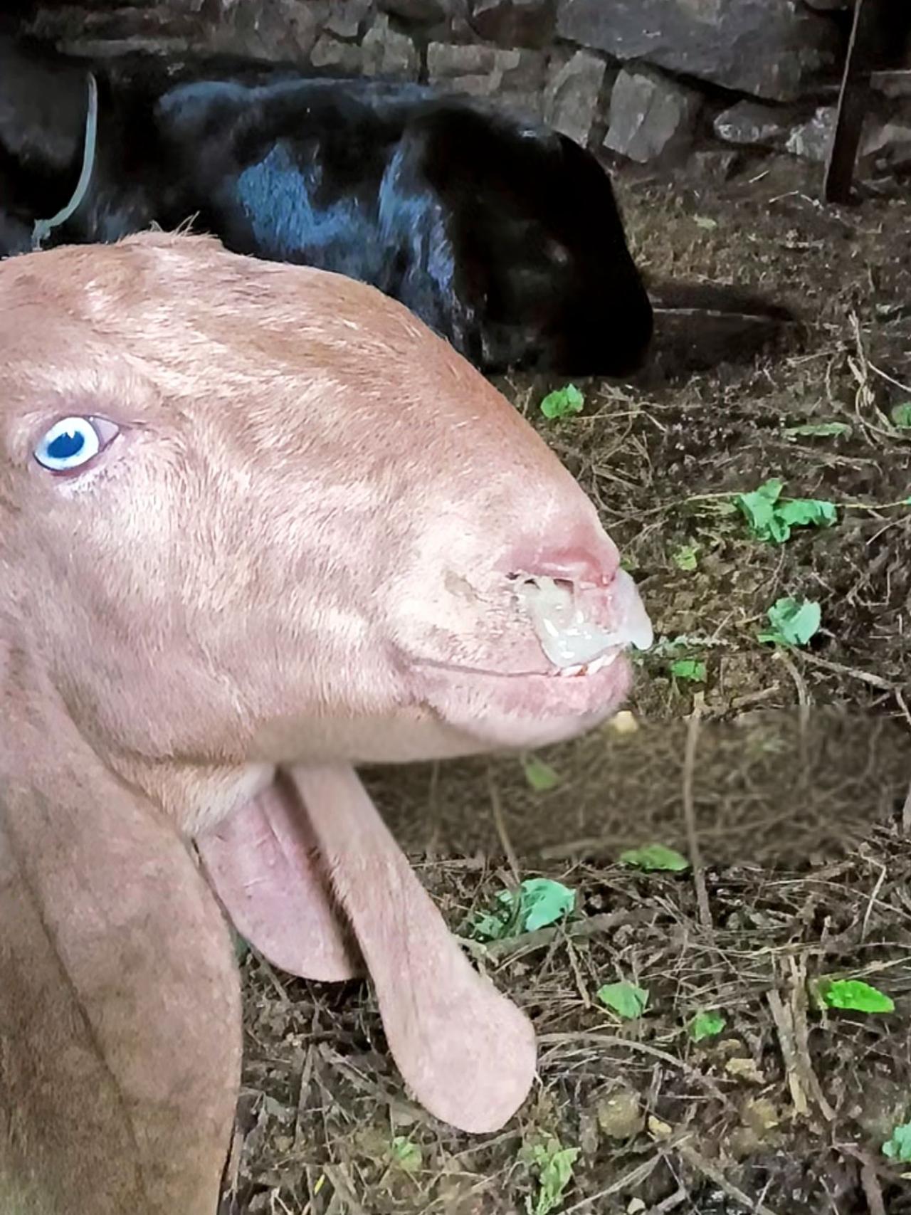 养羊人 农村养羊 牛羊流鼻涕 牛羊咳嗽 牛羊养殖