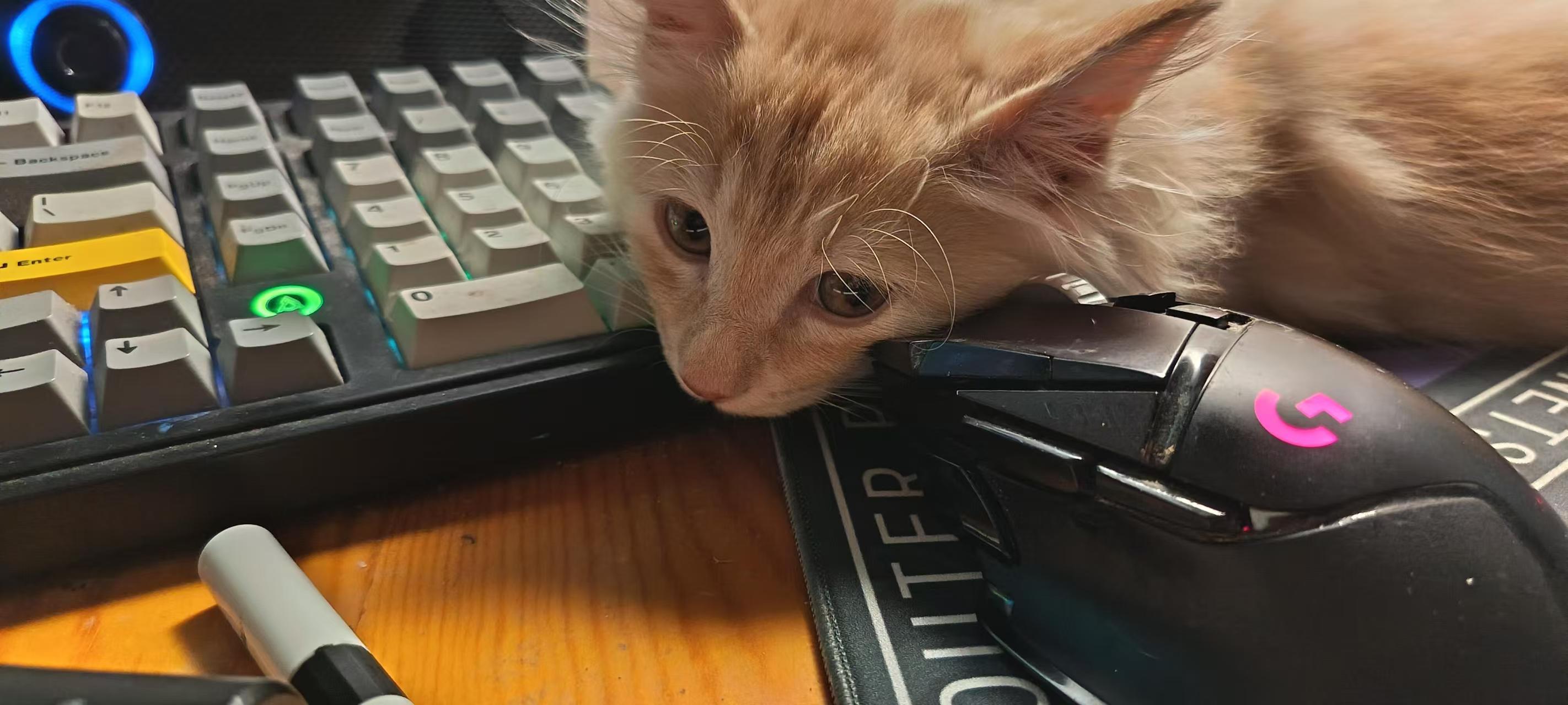 一直觉得猫毛过敏的人好可怜 不是不喜欢猫猫，是身体不允许。明明满心欢喜，却要和可