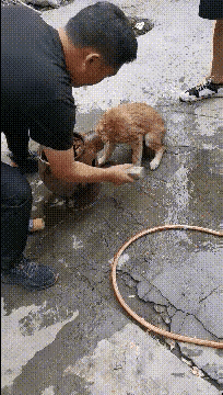 狗子这是做什么挑战啊，出不来了。