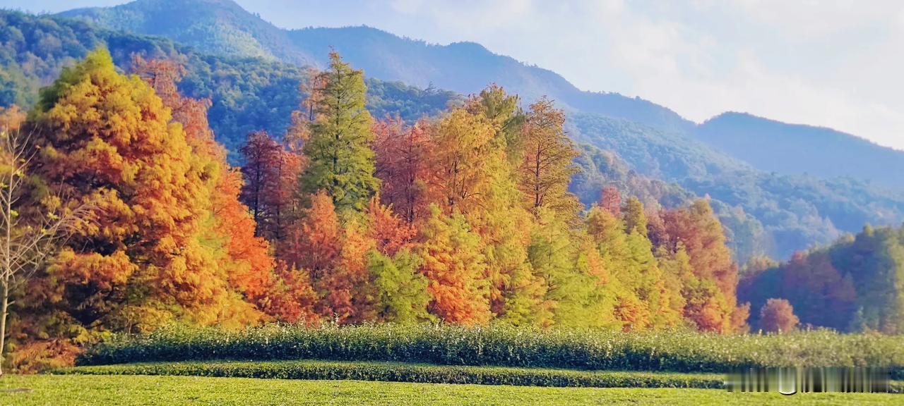 深秋时节，嵊州的山水间透着几分清冷却不失柔美的意境。更楼古道蜿蜒于青山之中，古树