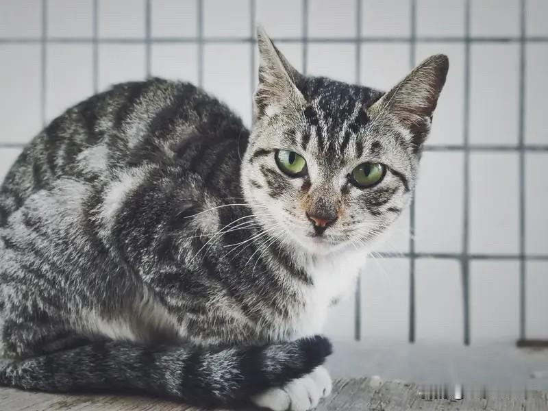 晨光爬上窗台，猫在脚边打盹。泡杯新茶，看窗外玉兰正开得热闹。