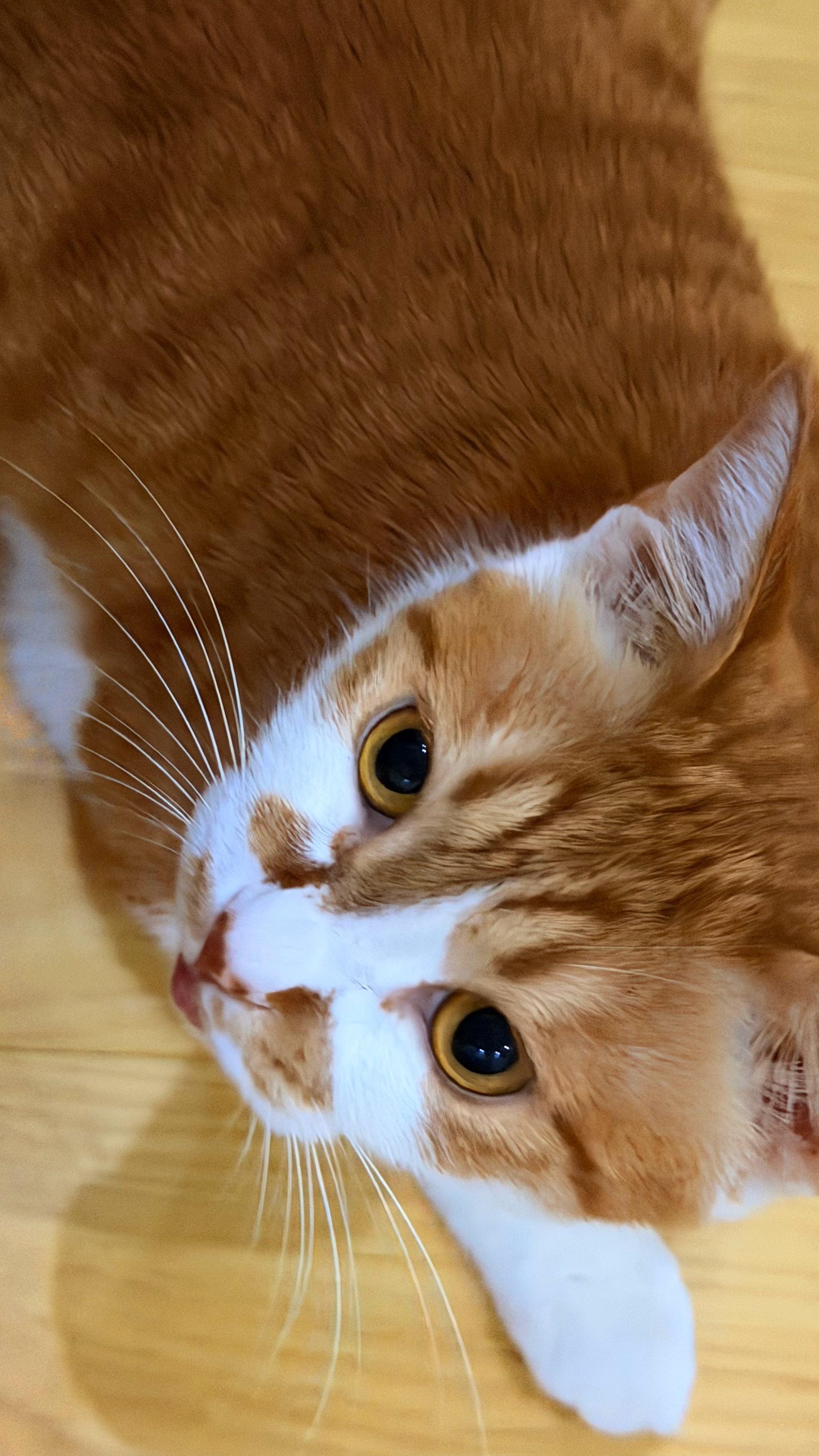 怎么会有叫声这么难听的小猫咪[便便] ​​​