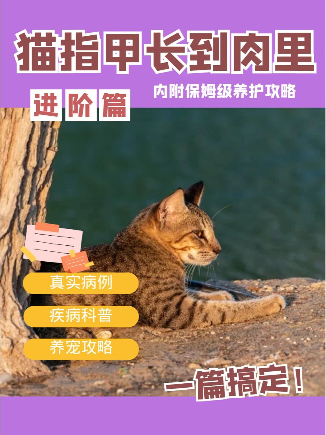 猫咪指甲长期不修剪，长到肉里就麻烦了！ 	 近日，宠爱国际动物医疗诊疗...