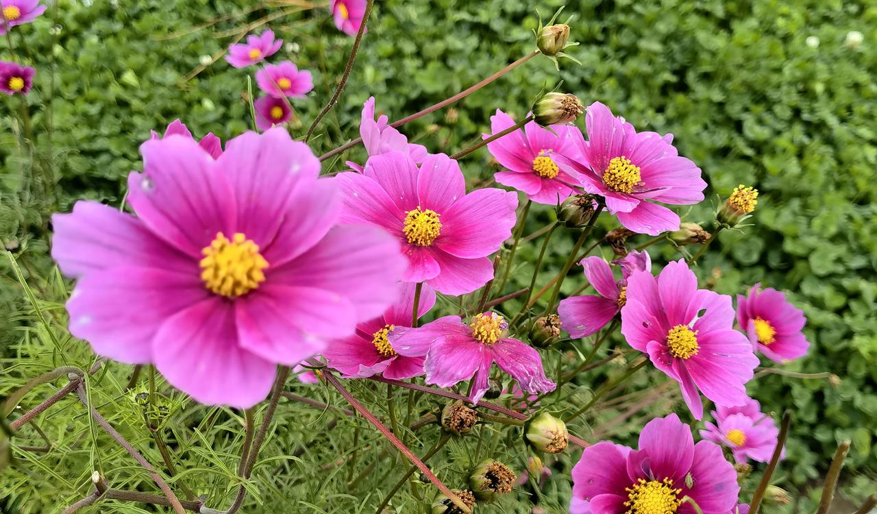 这些粉色的花真漂亮，像在草地上跳舞。实拍随手拍 秋日随拍图 秋日户外随手拍 花园