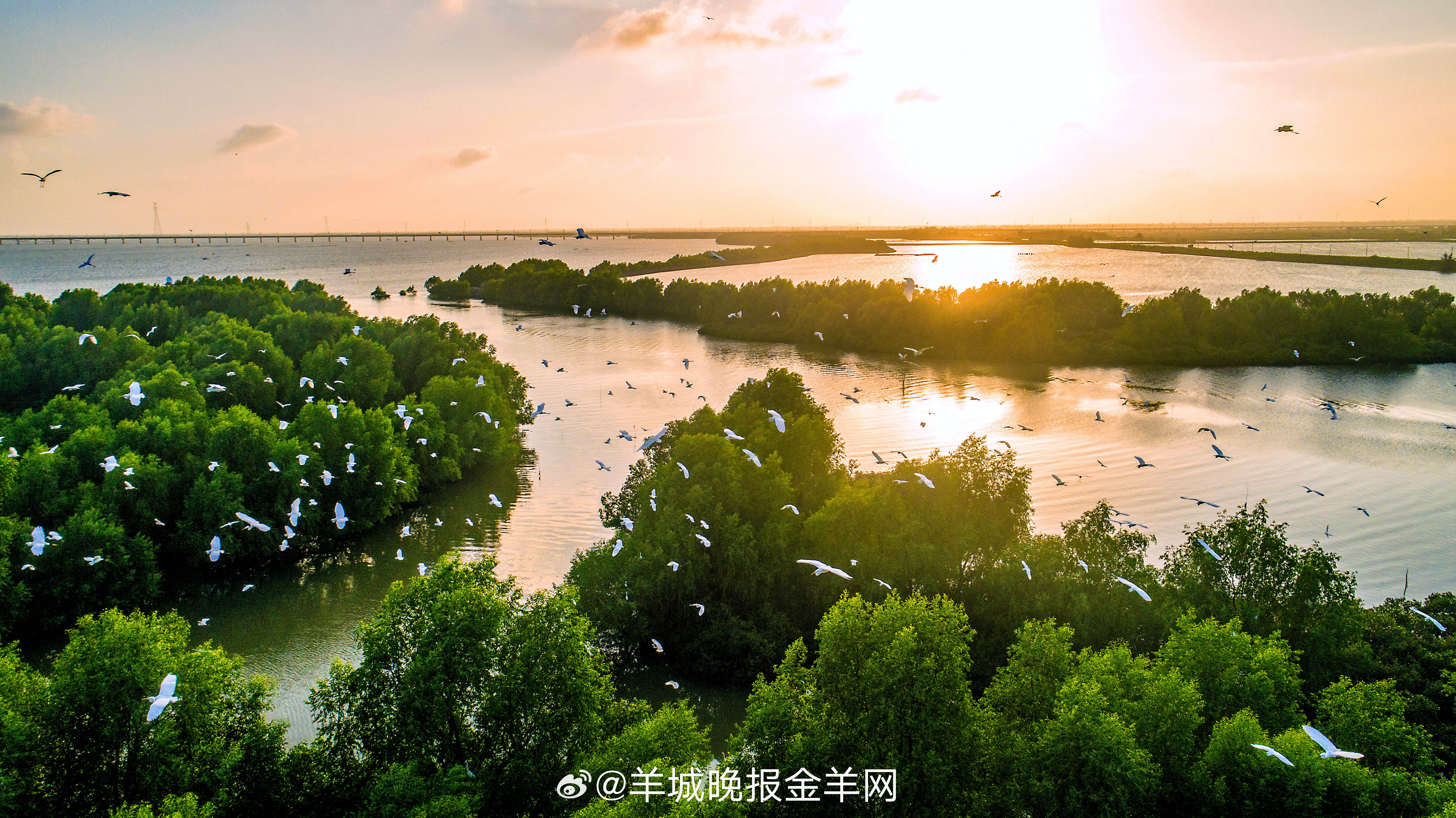#早安# 红树正舒展晨光，白鸟衔着初阳振翅，为你衔来崭新篇章。 ​​​