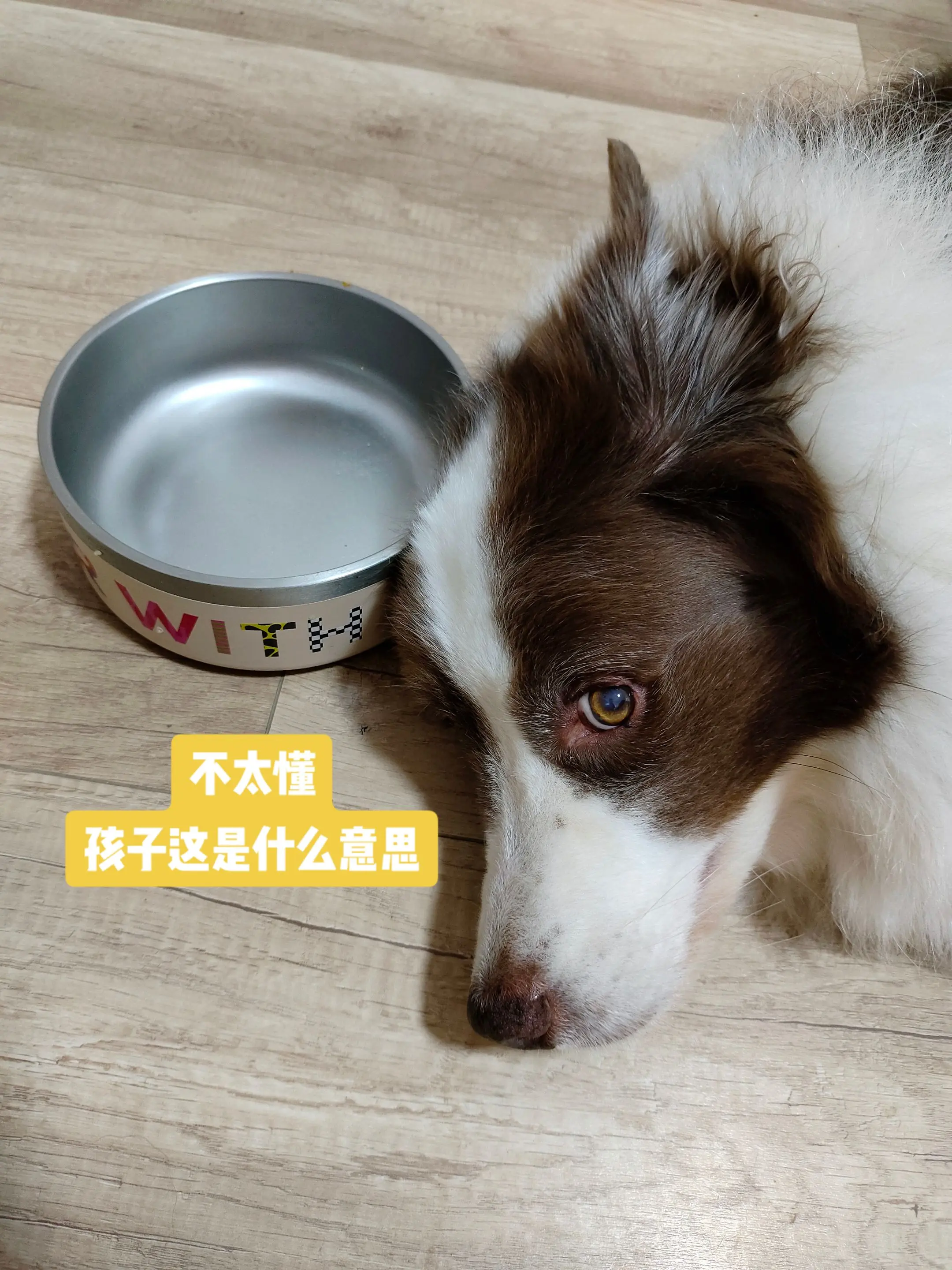 这个造型有一会儿了，不懂小狗这是什么意思呢哈哈哈哈哈