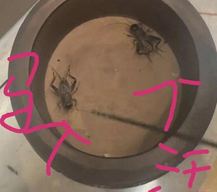 和筱梅在一起，做什么都不会扫兴，也不会说败兴的话，不会像大S一样，把整个人都会搞