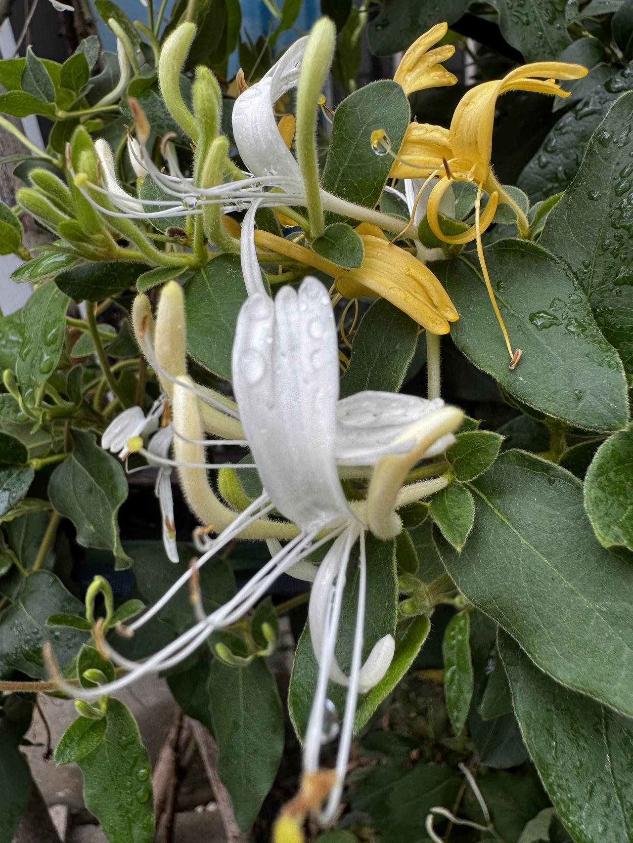 分享随拍的花这是金银花可清热解毒、疏散风热，藤蔓缠绕生长，花初白后黄，是常用中药