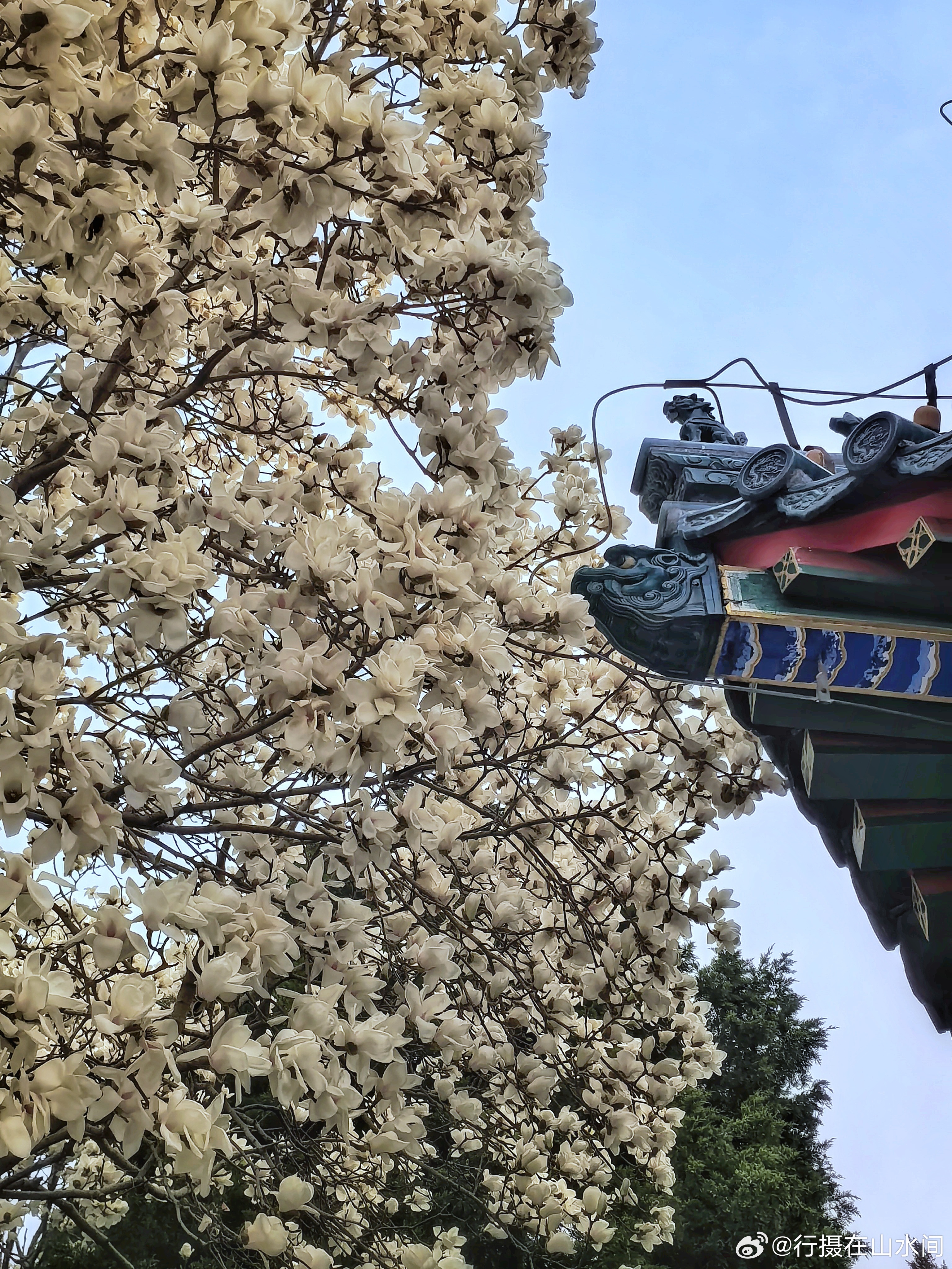 北京中山公园玉兰花开2026.3.26摄影