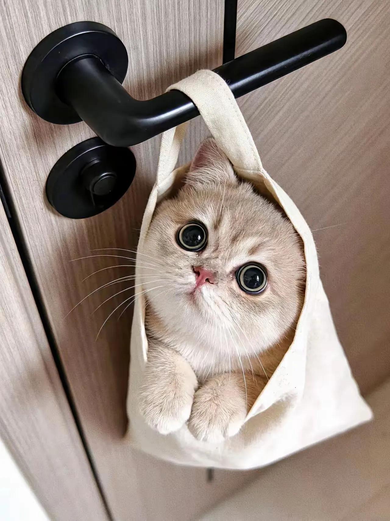 这姑娘可真行！
在大学宿舍偷偷养猫，
还上演了一出“猫咪躲宿管”的惊险大戏！
 