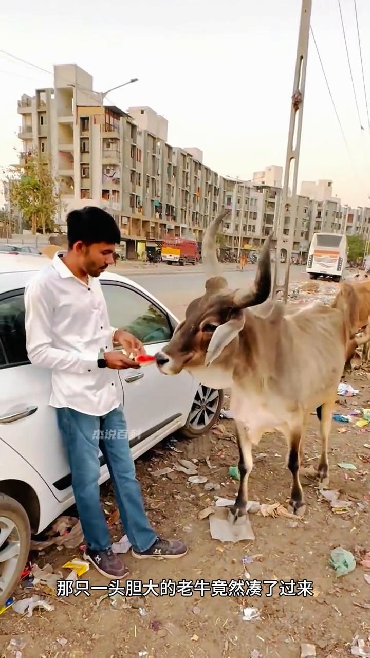 好心男人投喂可怜老牛。
注意看，男人正在那里吃瓜，那只一头胆大的老牛竟然凑了过来