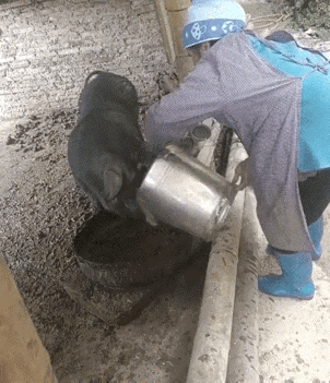 万万没有想到，贵州一网友拍下，一老奶奶喂猪时，因为猪食盆离圈门口太远，老奶奶便指