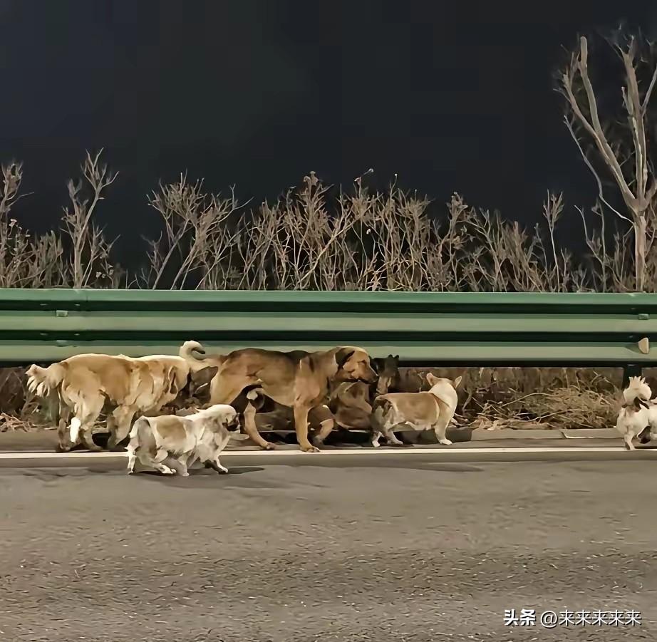 近日，吉林长春的一段视频在网上火了。画面里，7只狗狗挤在一起，小心翼翼地在车流边