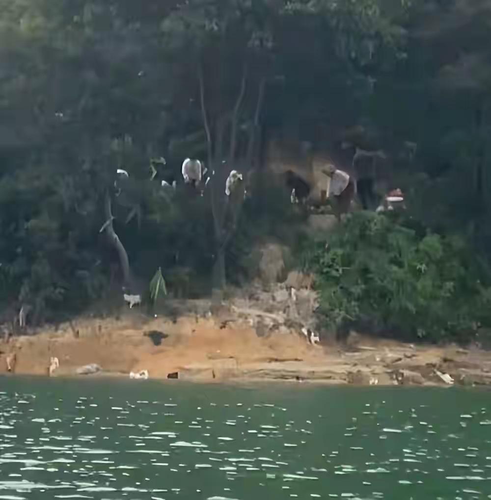 广东清远有人在水库边放生大量猫咪事件闹得沸沸扬扬，这些人甚至将猫驱赶至水中。
还