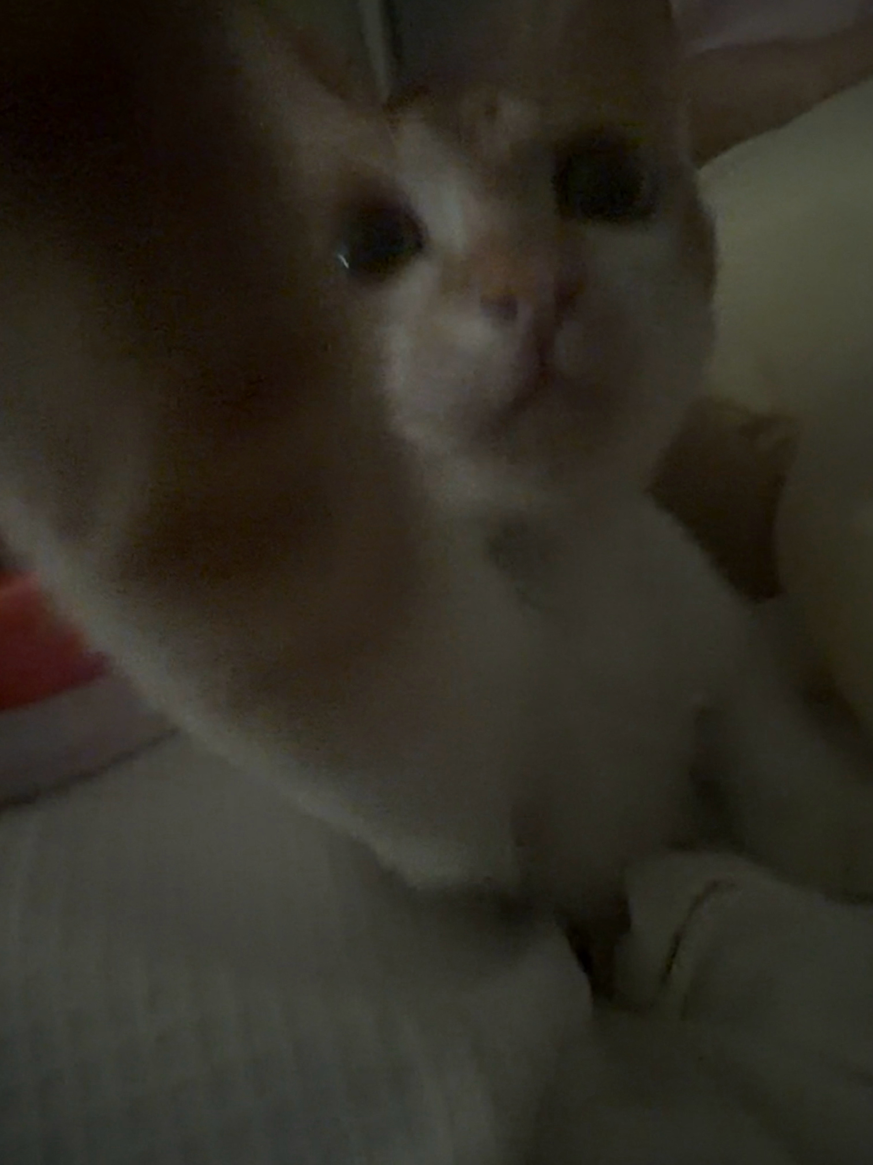 再见了小猫咪
