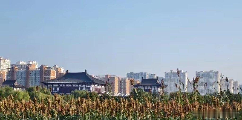 洛阳城事来洛阳天街看红高粱吧！持续一个多月的雨季终于是结束了，隋唐洛阳城定鼎门旁