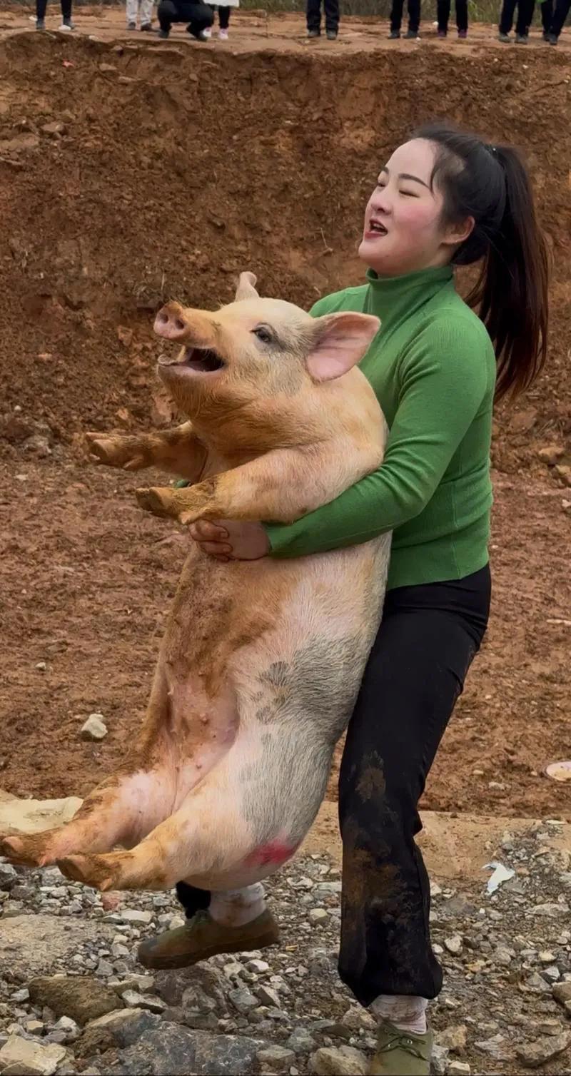 好厉害，女子一年抓猪比赛抓出一个猪场[赞]
12月28日，贵州省麻江县河坝村举行