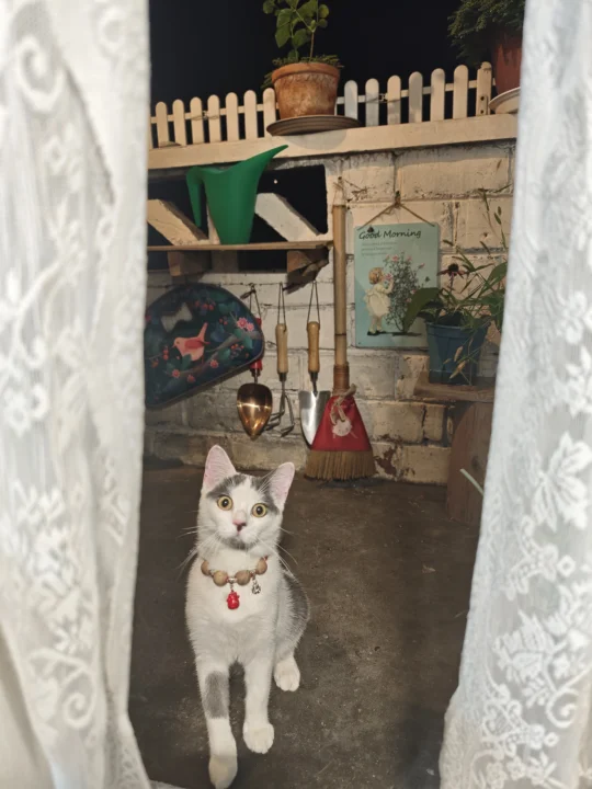 隔壁小猫又来找我玩了！