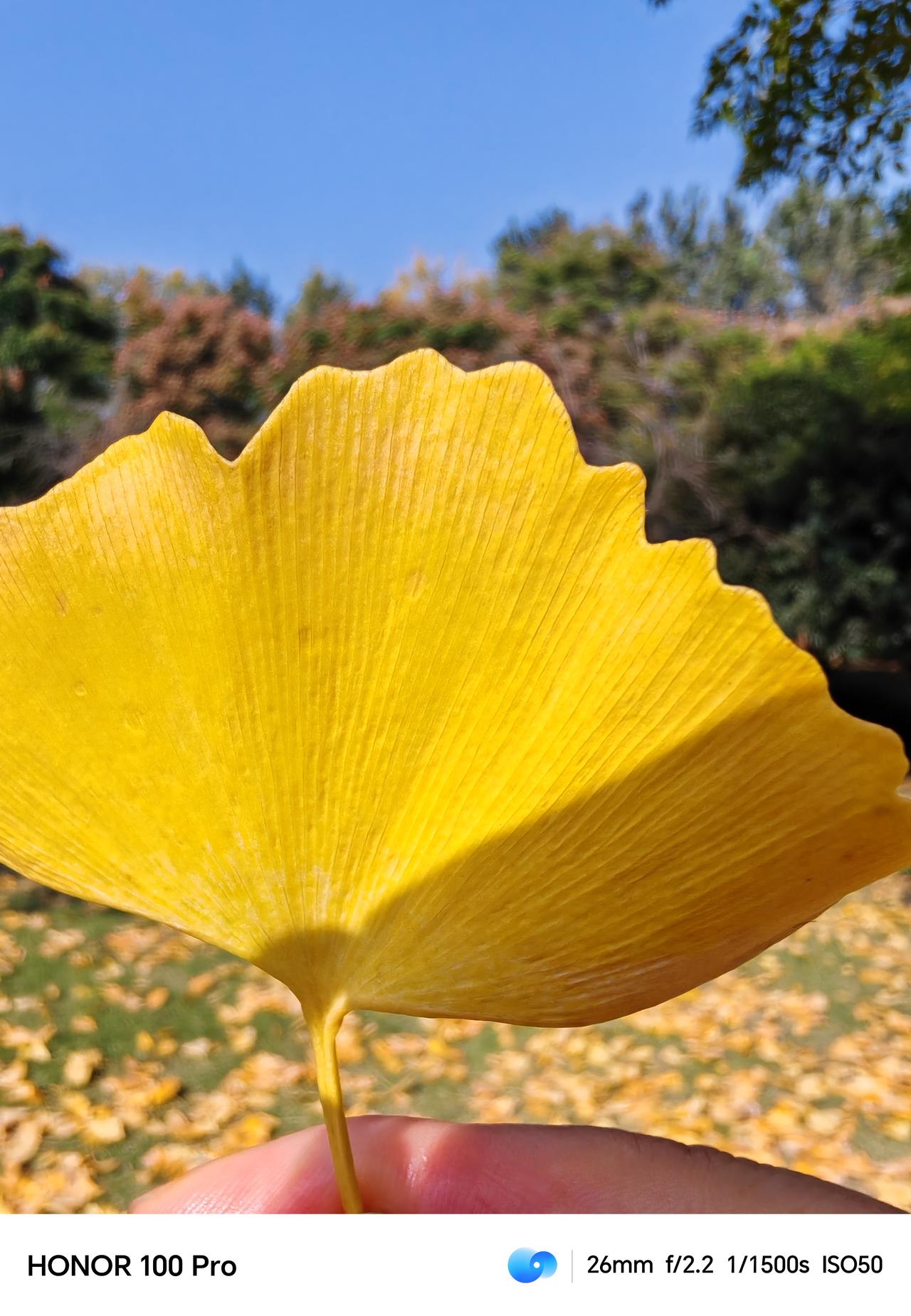 冬日生活打卡季初冬，和煦阳光下，金黄的银杏叶太美啦！