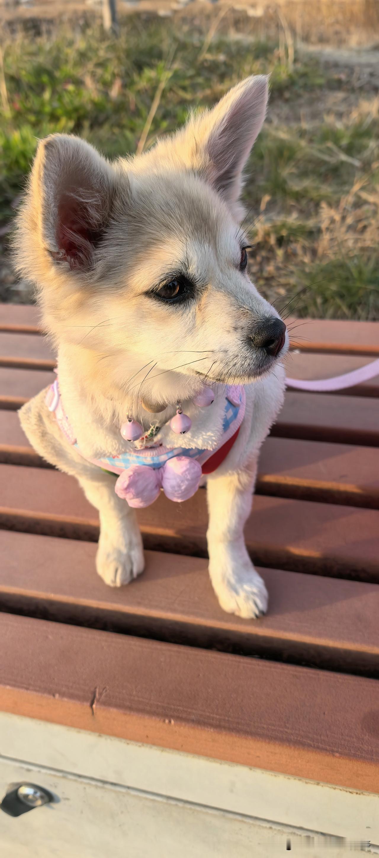 分享我这周有趣的事：
刷视频总能看到别人的狗岁月静好——主人轻轻一唤就凑过来，摸